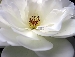花,白,玫瑰