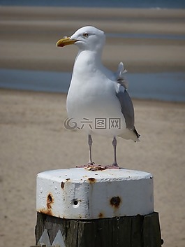 海鷗,海灘,海