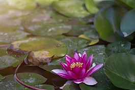 睡蓮,廠,花