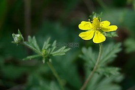 黃色,花,黃色花