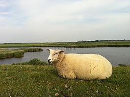 ameland,小肥羊,岛