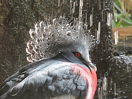 維多利亞加冠鴿,動物,鳥嘴