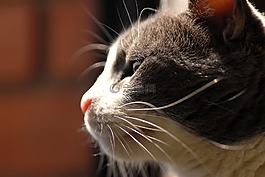 加塔,看看,街头的猫