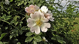 玫瑰,性質(zhì),玫瑰花朵