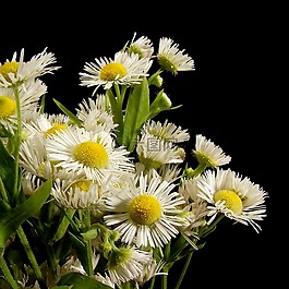 雛菊,鮮花,自然