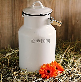 牛奶可以,非洲菊,鮮花