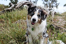 狗,headtilt,自然