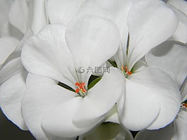 天竺葵,白,花卉