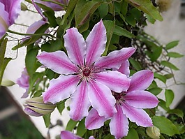 開花,花,紫