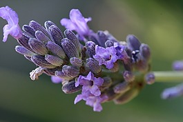 熏衣草,花,宏