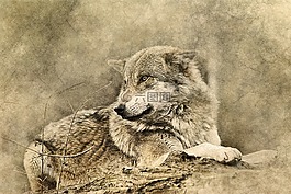 狼,動物,捕食者