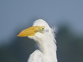 白鷺,鳥,野生動物