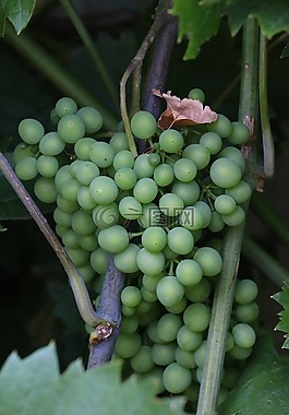 葡萄,水果,性質(zhì)