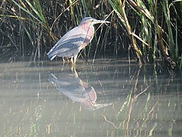 鷺,鳥,野生動物