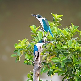 鳥,自然,野生動物