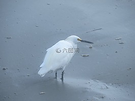 白鷺,鳥,野生動物