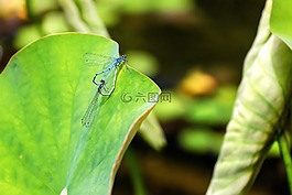 蜻蜓,昆蟲,動物