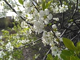 杏,花卉,春