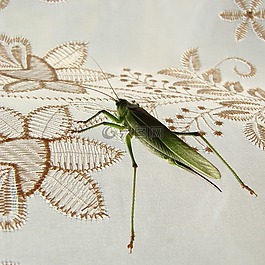 蚱蜢,綠色,昆蟲