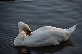 鵝,水,鳥
