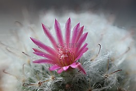 仙人掌,粉紅色,花