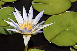 睡蓮,花,開花