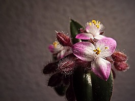 紫露草,粉红色,花