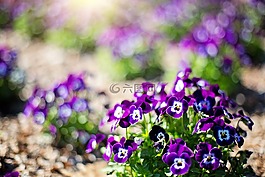 紫色的花朵,鮮花,春