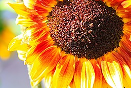 太陽花,花,黃色
