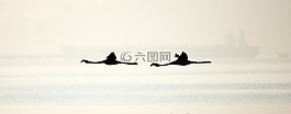 火烈鳥,鳥,飛行