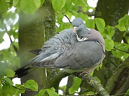 鴿子,鳥,羽毛