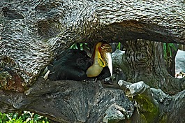 熱帶鳥,大嘴鳥,泰國