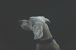 動物,寵物,狗