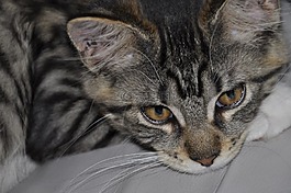 宿醉,猫,mainecoon