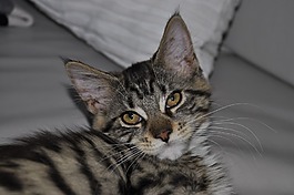 宿醉,猫,mainecoon