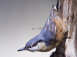 五十雀,鳥,塞