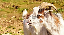 山羊,舌,滑稽