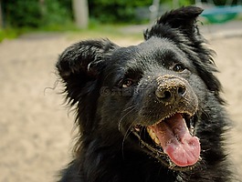 狗,動物,性質(zhì)