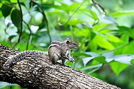 動物,野生動物,松鼠