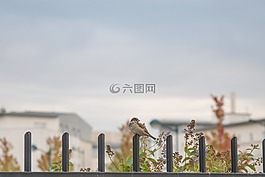 麻雀,鳥,自然