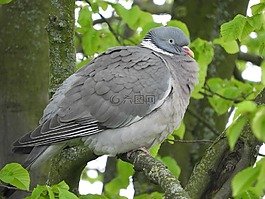 鴿子,羽毛,鳥