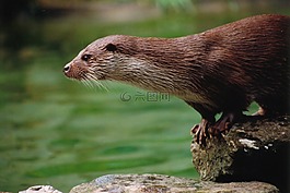 獺,動(dòng)物,動(dòng)物園