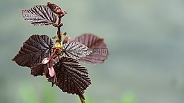 葉子,科,榛子