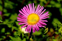 花,粉紅色,開花