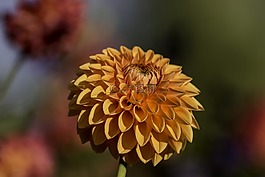 花,嬌琴紗,秋季