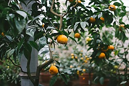 植物,樹(shù),桔子