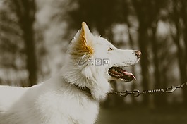 德國(guó)牧羊犬,狗,白