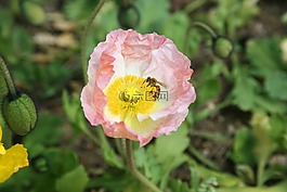 罂粟,yanggwibikkot,春天