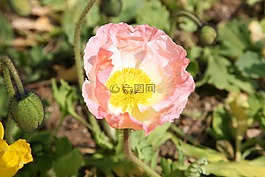 罂粟,yanggwibikkot,春天