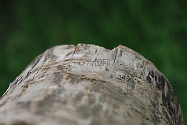 樹樁,樹,大自然